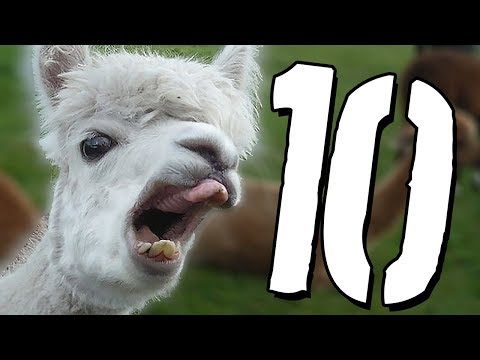 10 wstydliwych sekretów zwierząt [TOPOWA DYCHA]