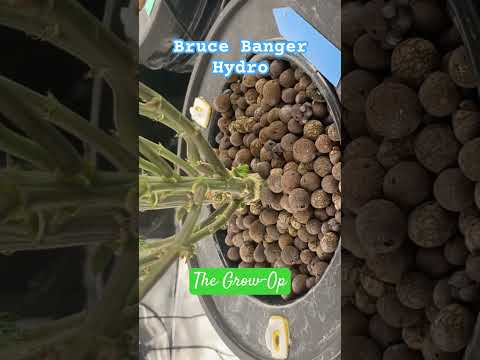 July 23, Day ?? About 4-ish weeks in flower #hydroponics #indoorplants #cannabisgrowers