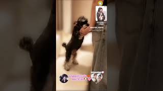 Download lagu #LYN 🐶รักเธอ #LiuYuNing #ModernBrothers #刘宇宁#หลิวอวี่หนิง #Daimi #呆米#SongZuEr #ThePrisonerofBeauty 🩷 mp3