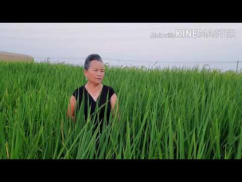 Ashley Thao Nam ( Nub  Hawj ) -  Has Kwv Txhiaj / Lug Txaj Ntsuag nam ntsuag txiv.