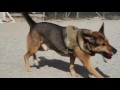 Canine Capabilities at Bagram Afghanistan