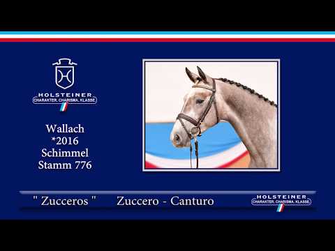 Holsteiner Elite-Reitpferdeauktion 2019 | Nr. 147 - Zucceros v. Zuccero-Canturo