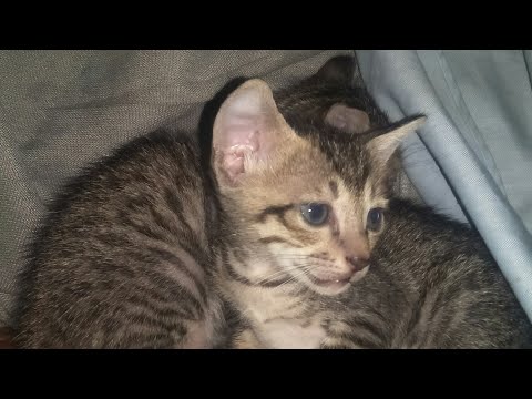😍❤cute 2week old kittens #mastitime #kittens #cats #kittenslife #catslife