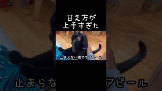 撫でてほしい顔してる🐈‍⬛ #猫動画 #猫 #黒猫