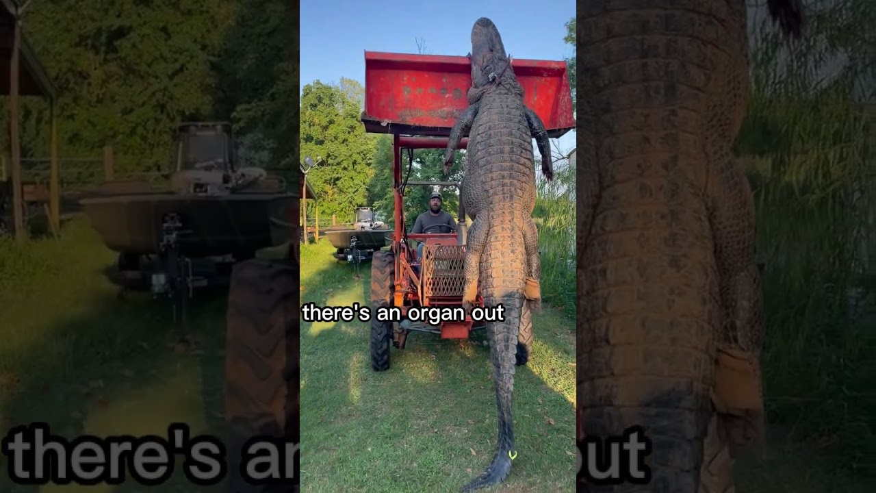 Alligator Gender Reveal 12’ Gender Reveal | Girl’s Hilarious Discovery