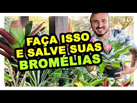 FAÇA ISSO E SALVE SUAS BROMÉLIAS