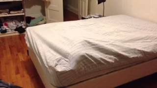 Download lagu Pitbull stuck under a fitted sheet mp3