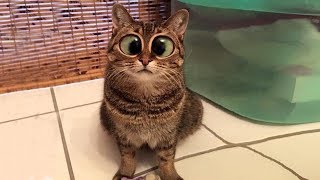Я РЖАЛ ПОЛ ЧАСА / СМЕШНЫЕ ЖИВОТНЫЕ , КОТЫ СОБАКИ И ДРУГИЕ