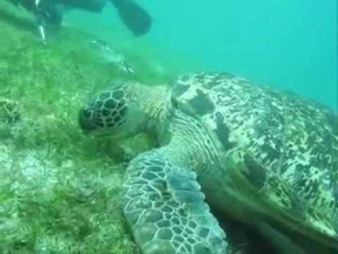 UnterwasserSchildkröte, Sabang Beach,Mindoro,Philippinen