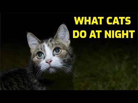 What Do Cats Do When They Go Outside At Night?