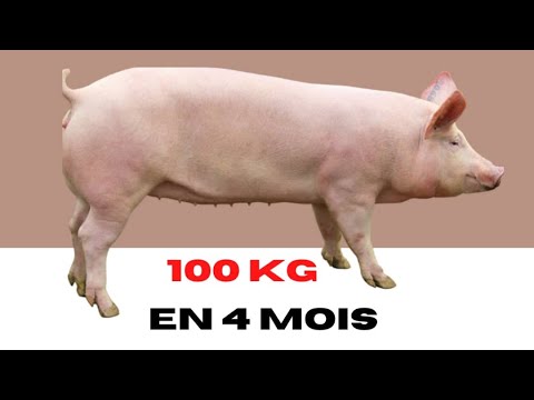, title : 'Comment Obtenir un Porc de 100kg en 4 mois'