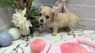 ハーフ犬の動画01