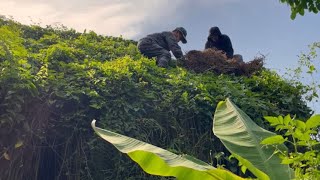 Clean up and explore abandoned house with ivy covering roof