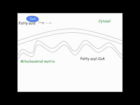 formation of acetyl CoA