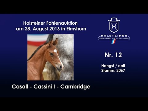 Holsteiner Fohlenauktion 2016 in Elmshorn - Nr. 12 v. Casall - Cassini I