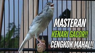 Download lagu Burung Kenari Kenari Gacor Dor Pancingan Paling Ampuh Buat Kenari Macet Langsung Bunyi!! mp3 Download lagu Burung Kenari Kenari Gacor Dor Pancingan Paling Ampuh Buat Kenari Macet Langsung Bunyi!! mp3