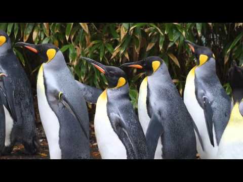 5 Differences Between Emperor and King Penguins