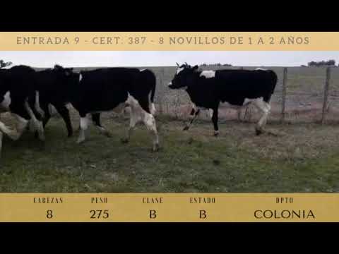 Lote 8 Novillos 1 a 2 años 7HO y CRUZA 275kg -  en COLONIA DELTA A 11 KM AL SUR DE KM 94 DE RUTA 1