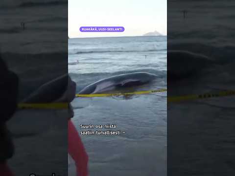 Valaat pelastettiin Uudessa-Seelannissa