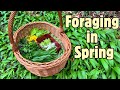 Foraging Walk in Spring- Wild Edible Greens and Flowers 🍃🌼