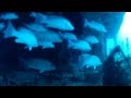 Puerto Morelos Canonero C 56 Wreck Dive