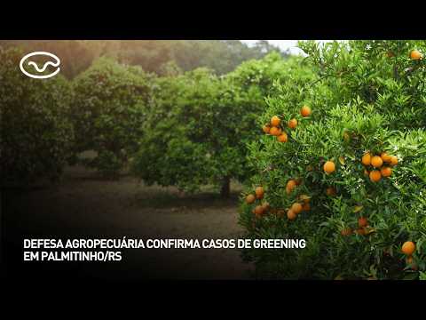 Defesa agropecuária confirma casos de greening em Palmitinho/RS
