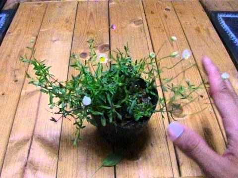 園芸 ヒメバネ、エリゲロン