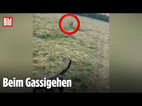 BRANDENBURG: Plötzlich taucht ein Wolf auf