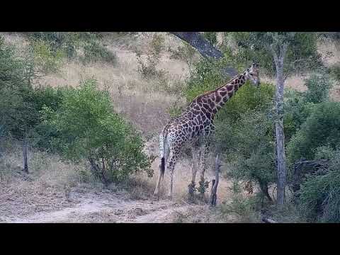 Djuma: Lone Giraffe - 12:21 - 03/10/2022
