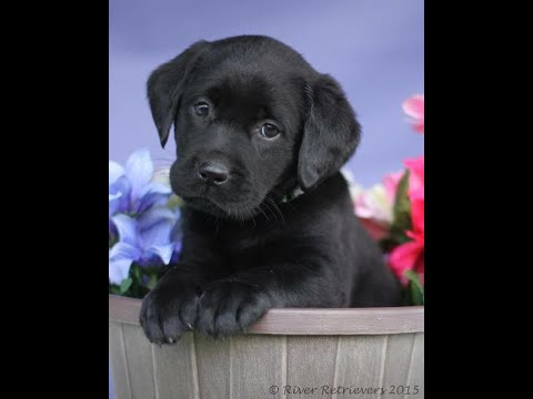 Labrador Compilation - Cute and Funny #12