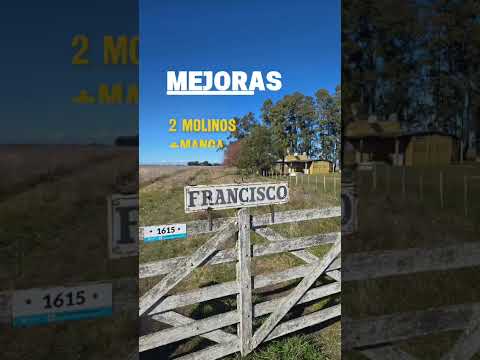 CAMPO EN VENTA 290 ha - RAUCH