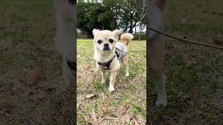 Very cute!! #shorts #shortvideo #viral