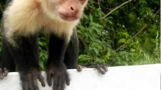 preview picture of video 'White Faced Monkey Eats Banana'