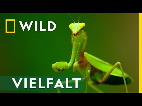 Ein Paradies der Artenvielfalt | Asiens Wildnis