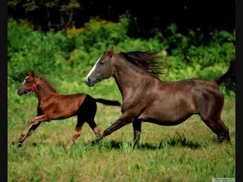 Deák Bill Gyula A Titkos lány