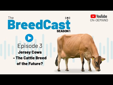 , title : 'The BreedCast: S1 Episode 3 - Jersey cows - breed of the future?'