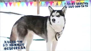 Хаски тур из Нижнего Новгорода. Тур выходного дня