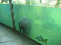 Knackige Nilpferd Popos Rhino Poo Hippo Pooing Underwater Dicker Arsch Durchfall Im Pool Mov