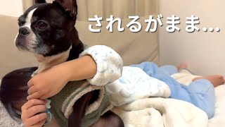 無気力すぎて妹にされるがままの犬