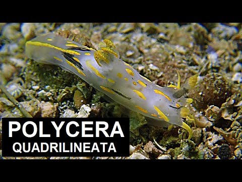 Polycera quadrilineata
