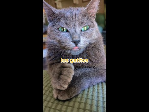 El Catnip es una droga 🙀 #shorts #mascotas #gatos