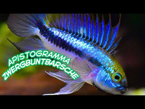 die WELT der  Apistogramma Zwergbuntbarsche