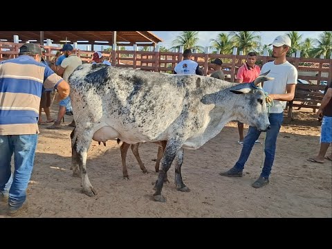 FEIRA DO GADO DE LAGOA DE PEDRAS-RN 19.01.2026