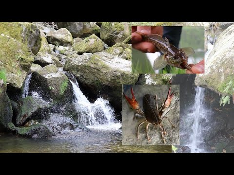 Am cautat CASCADA, am rupt lanseta si am prins guvizi !