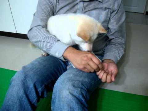 饅頭~乖~~抱抱又跳跳~~(原發表者:JeffreyTsai)(影片)