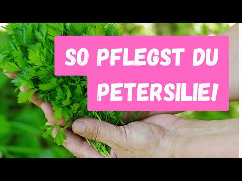 Watering dill and parsley correctly – 3 mistakes everyone makes!