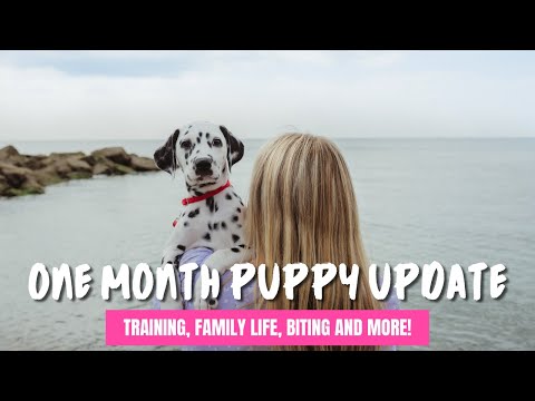 Dalmatian Puppy - One Month Update | 12 week old puppy update