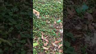 Download lagu Langka mp3