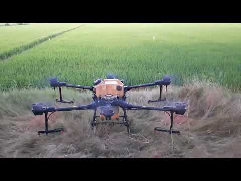 Làm Nông nghiệp quê tôi, dùng máy bay phun thuốc trừ sâu, nhện gié trên lúa ST25 giai đoạn tim đèn