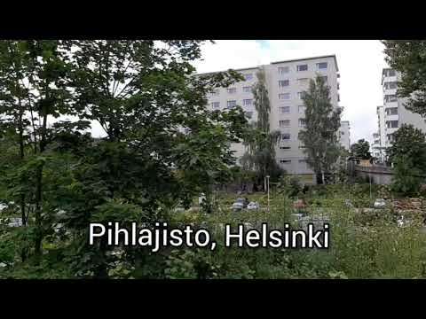 Miten markan kuolema liittyy Pihlajistoon